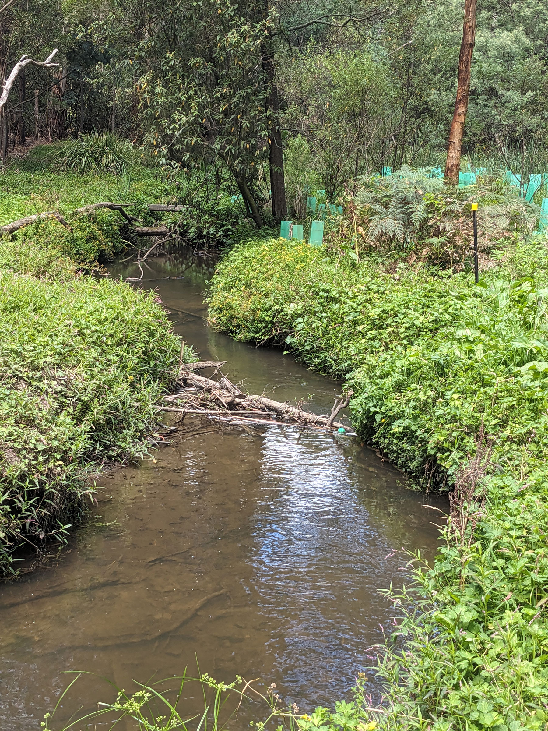 Streamside vegetation and instream habitat | Waterways and wetlands ...