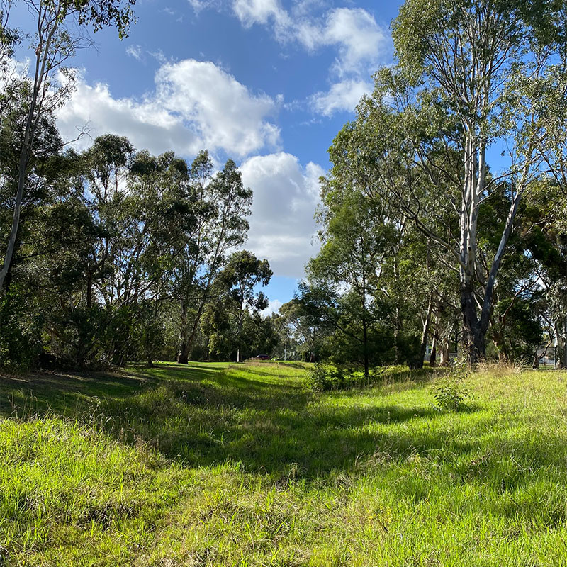 Before: Open, grassy area lined with trees