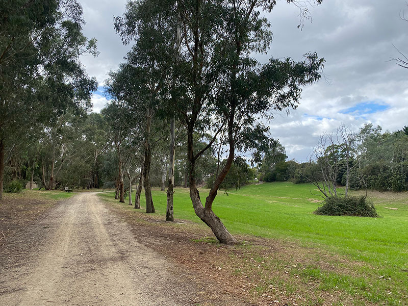 Before: Dirt path through an open, grassy area, lined by trees