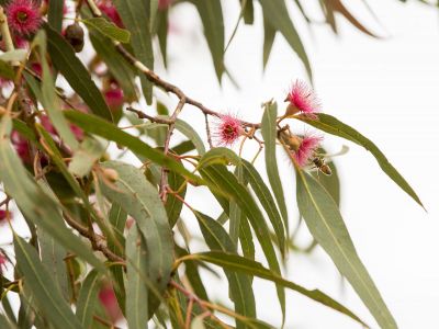 Flowering gums
