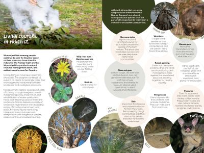 Sample pages in guide - showing animals and plants of importance to Wurundjeri woi-wurrung Narrap rangers - includes images of murnong daisy, wombat, river red gum and rakali